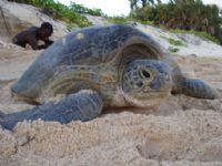 Exposition sur les tortues des îles Barren. Du 1er novembre 2011 au 1er avril 2012. 